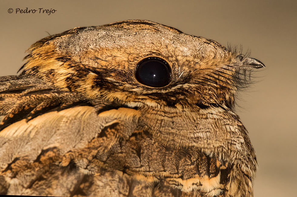 Chotacabras cuellirrojo (Caprimulgus ruficollis)